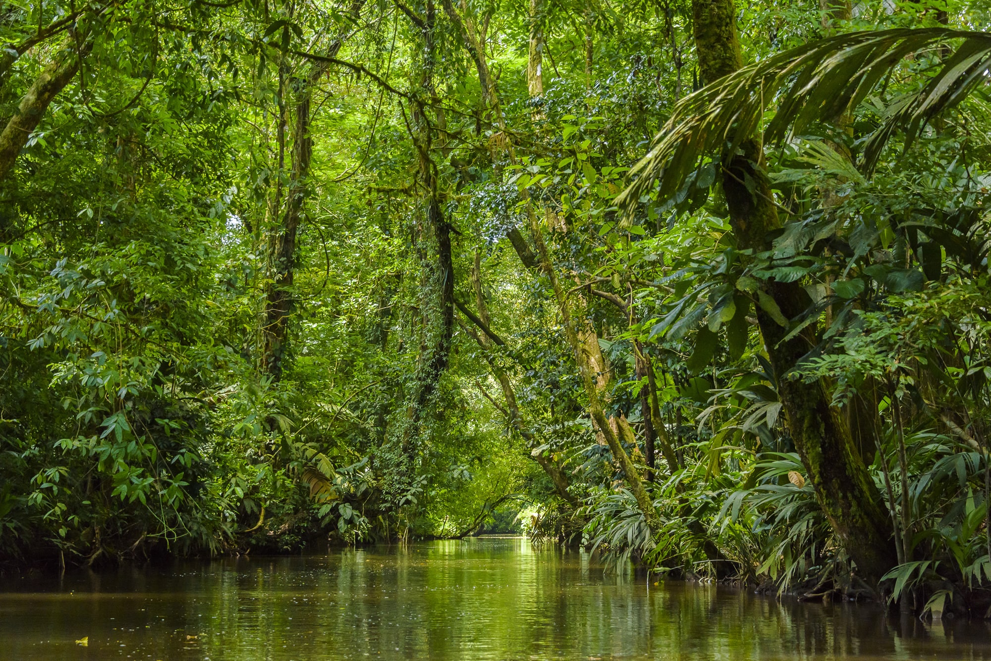 Tortuguero-Costa-Rica-romantic-vacation-definitely