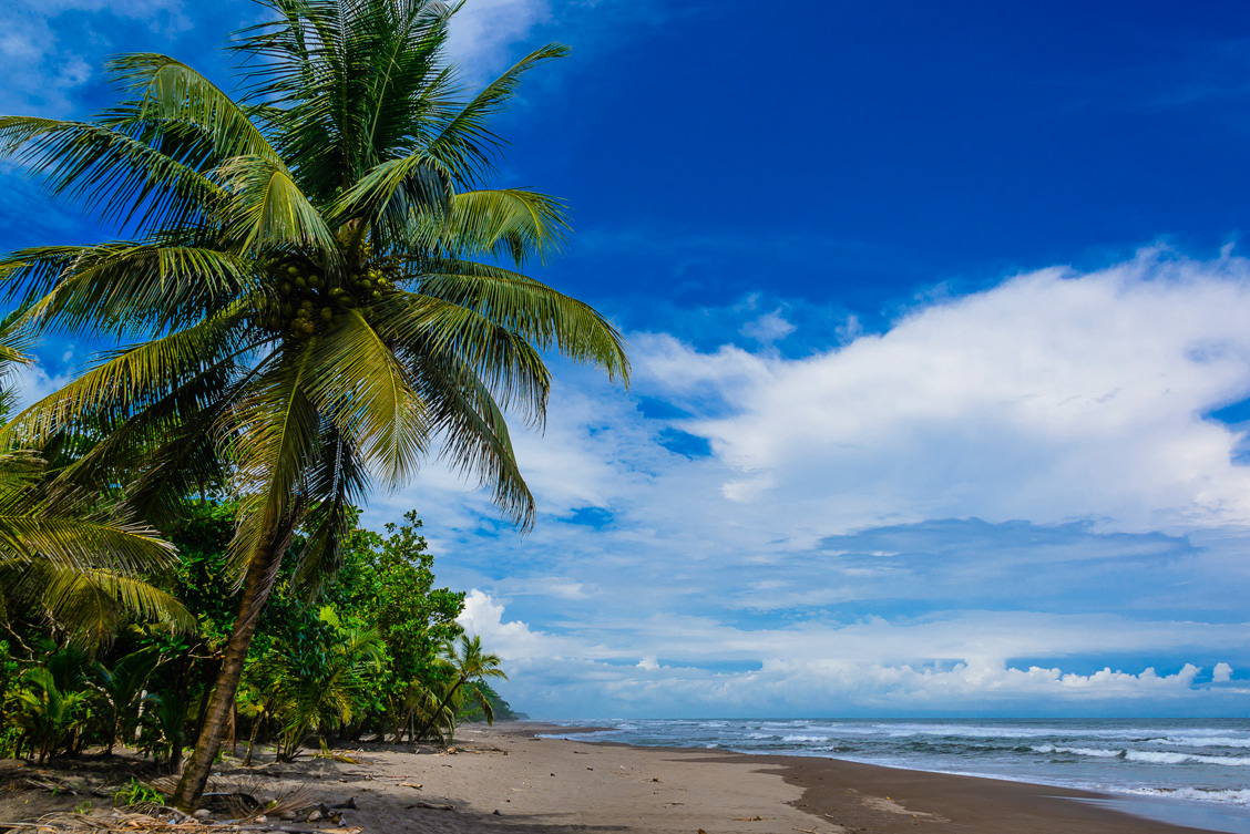 The-manatees-ladies-of-the-sea-of-tortuguero