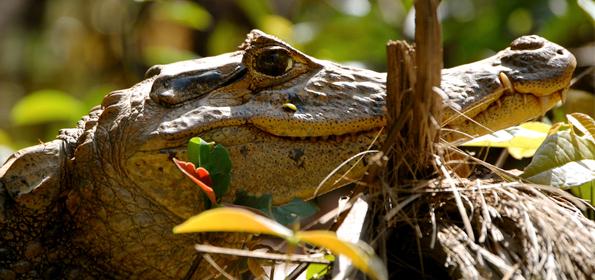 TORTUGUERO, EL PARAÍSO DE LA NATURALEZA DONDE LA FLORA Y FAUNA CONVIVEN EN ARMONÍA