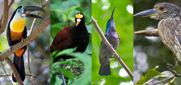 TORTUGUERO: AN EXCELLENT CHOICE FOR PRACTICING BIRD WATCHING