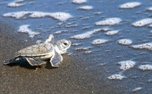 The-Land-of-Turtles-is-a-treasured-place-to-nest
