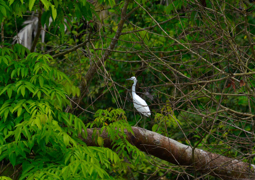 Discover-5-photo-opportunities-visiting-Tortuguero