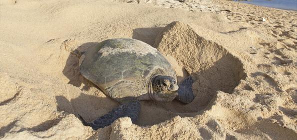 Real Amanecer Peculiar tortuga verde costa rica único Característica algo