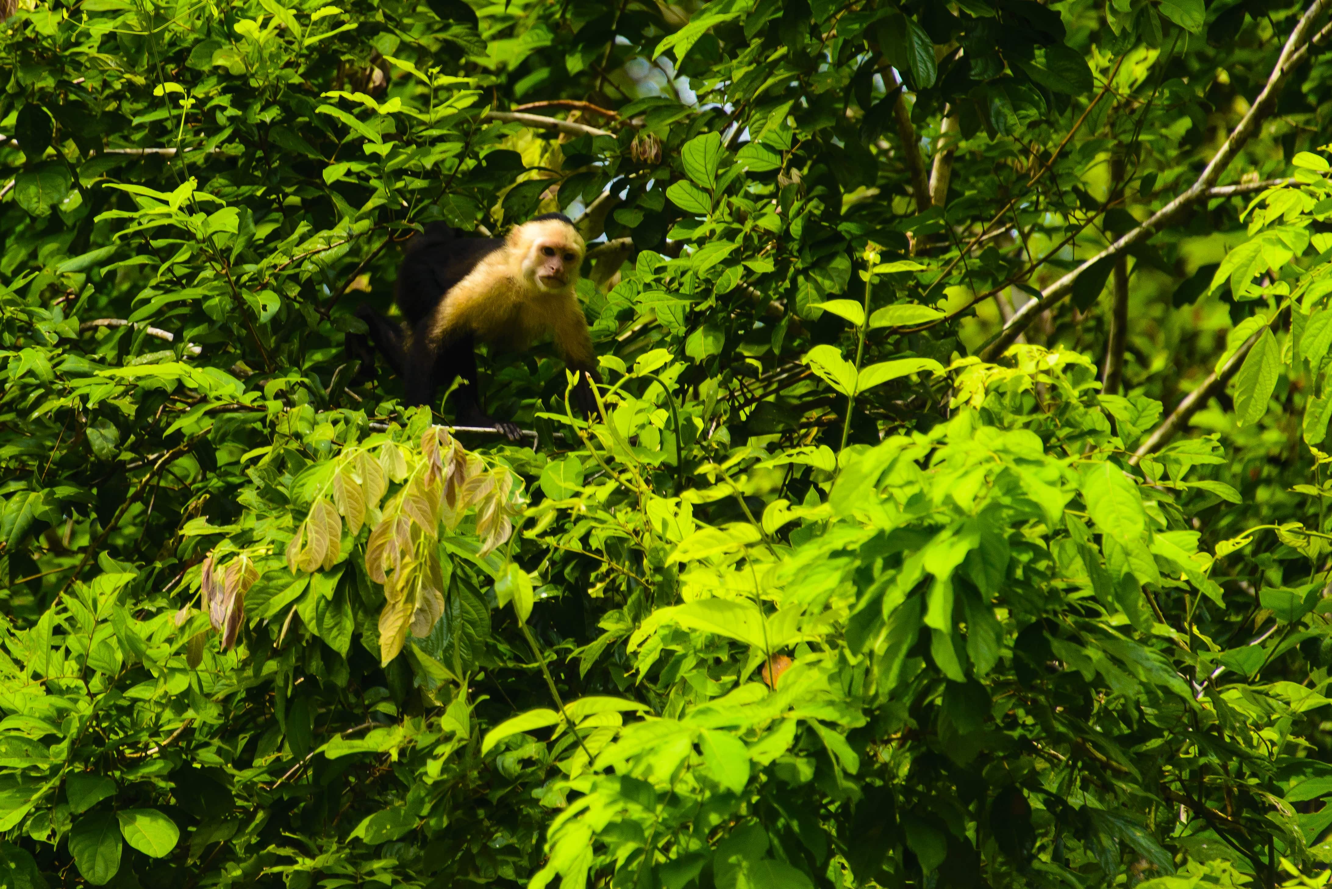 [:es]Tortuguero, el destino ideal para llevar a los chicos  [:en]Tortuguero a great vacation destination for kids [:]