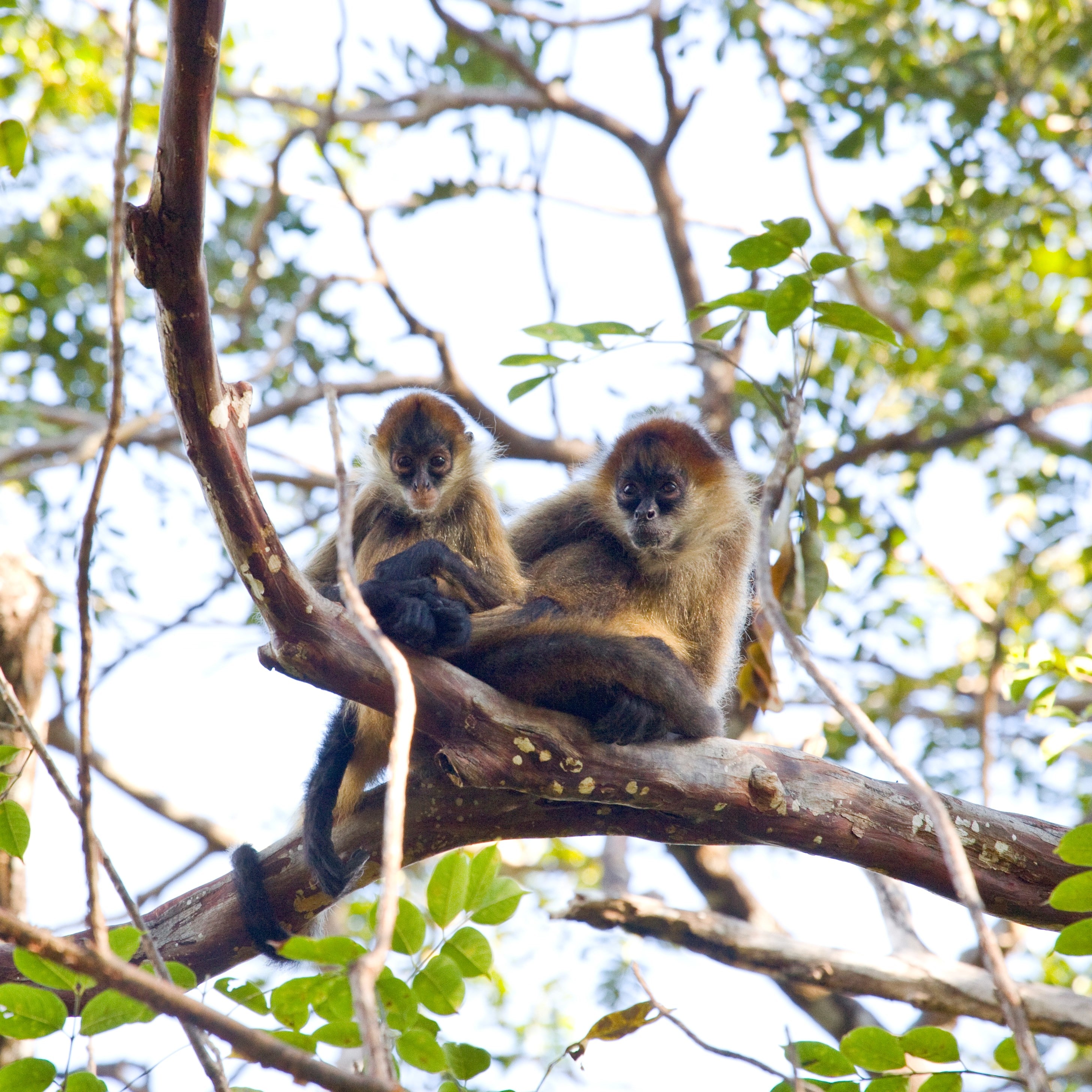 ¡Tortuguero es un gran lugar para los niños, de cualquier edad!