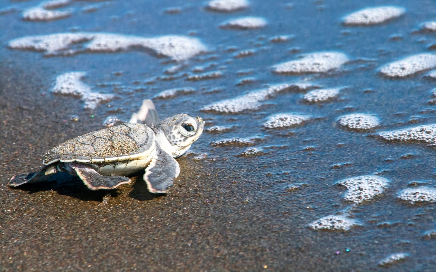 La Tierra de las Tortugas es un lugar muy apreciado para anidar.