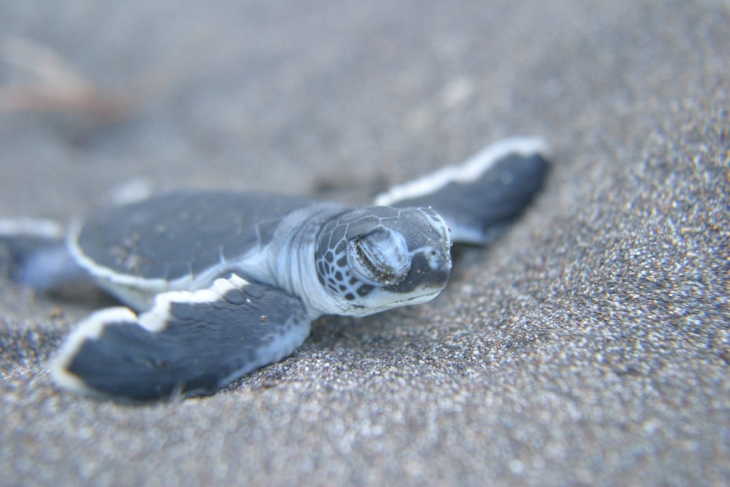 5-amazing-animals-of-tortuguero