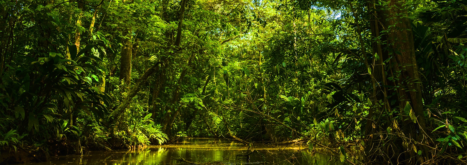 Tortuguero-a-natural-paradise-to-be-explored-and-enjoyed